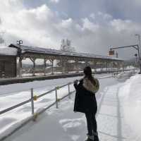 北海道北見🦊近距離親親狐狸牧場