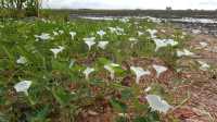  A DAY OUTING IN SEKINCHAN PADI FIELD