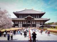 Spend a Day with Charming Deer of Nara Park