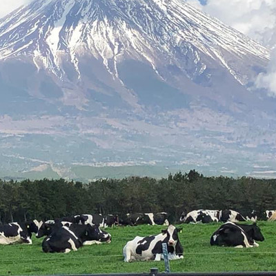 Amazing & Fun at Fuji safari park | Trip.com Susono