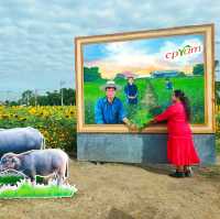 ทุ่งทานตะวันระแหง