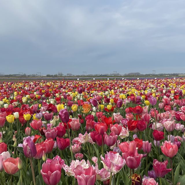 Spring with a sea of tulips