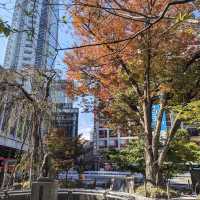 สุนัขผู้ซื่อสัตย์กับใบไม้แดง Shibuya, Tokyo