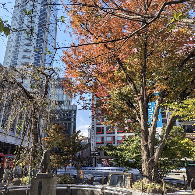 สุนัขผู้ซื่อสัตย์กับใบไม้แดง Shibuya, Tokyo