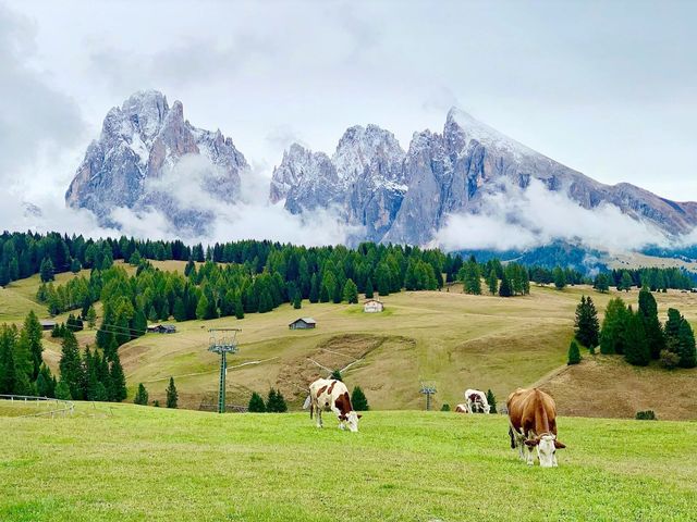 Largest higher altitude Alpine Meadow 