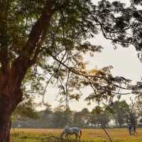 Best Park in Kolkata - Maidan 