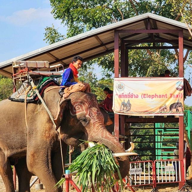 Elephant World