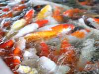The field animal dream สวนสัตว์น่ารักใน จ.เพชรบุรี