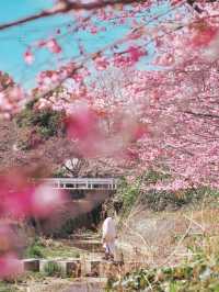 春先取り！奈良の早咲の桜スポット🌸