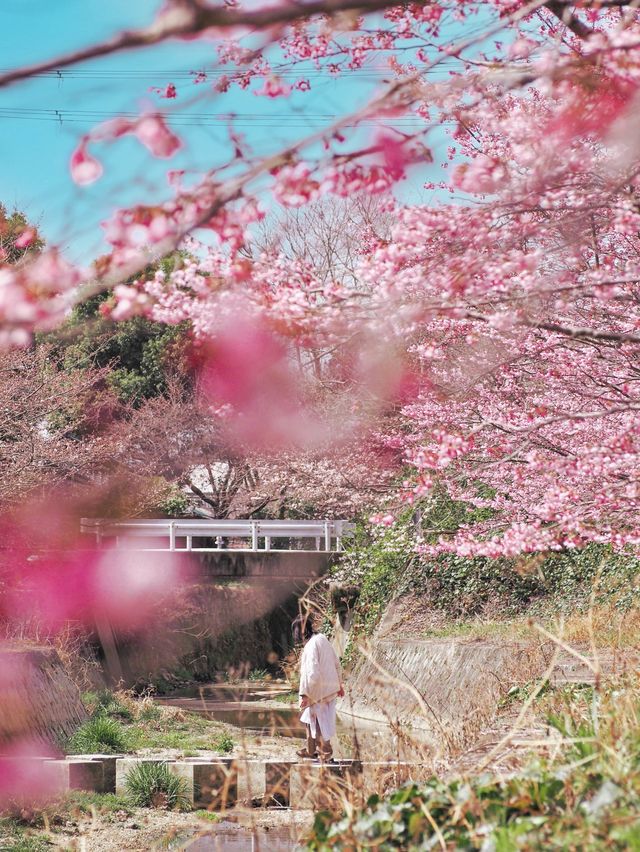 春先取り！奈良の早咲の桜スポット🌸