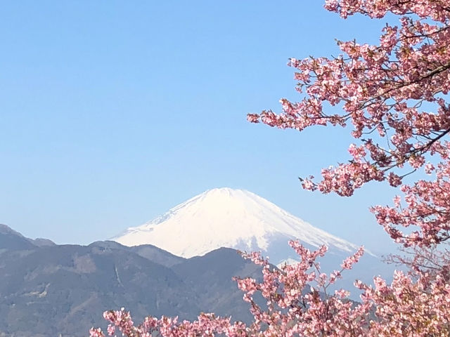 松田山ハーブガーデンで富士山と桜を🌸