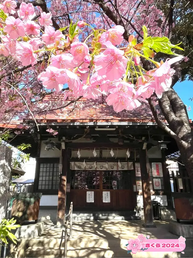 【子安稲荷神社/東京都】満開時は社殿が隠れるほどの河津桜