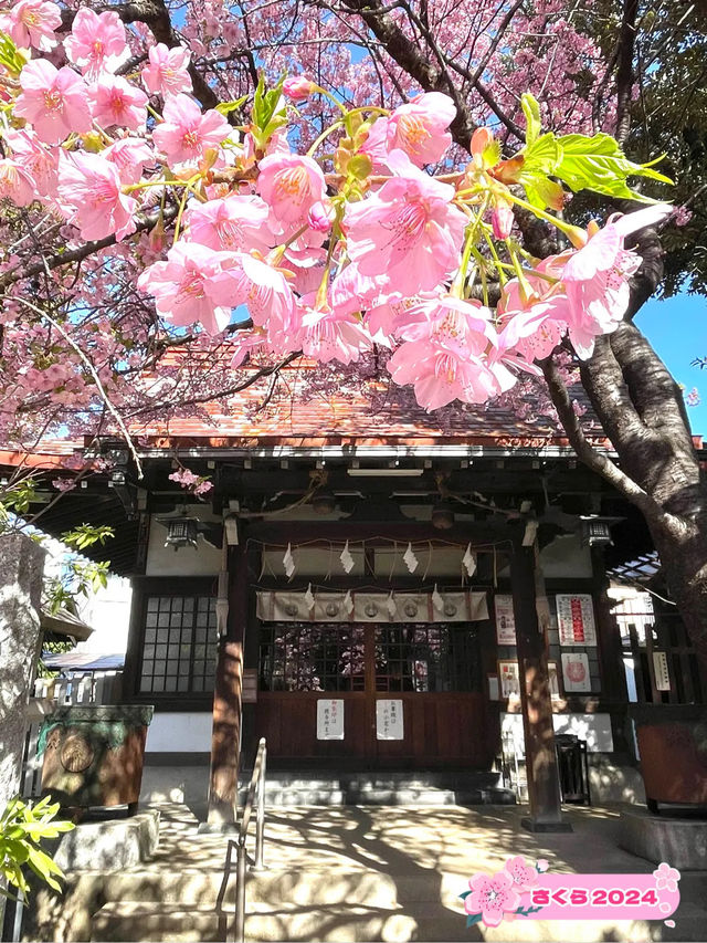 【子安稲荷神社/東京都】満開時は社殿が隠れるほどの河津桜