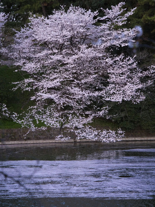 【九段下】皇居のお濠に260本の桜が咲き誇る🌸※オススメルート情報付き