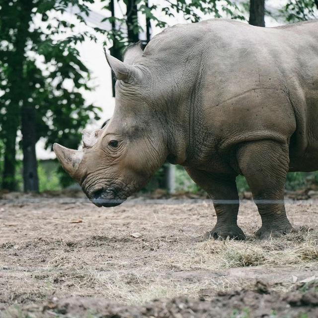 【倫敦動物園】值回票價的絕佳動物園