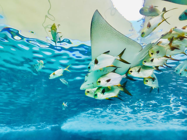 Cebu Ocean Park Cebu Ocean Park