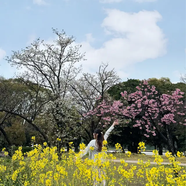 日本九州福岡｜賞櫻好去處🌸有櫻花活動‼️