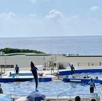 美ら海水族館周辺スポット！