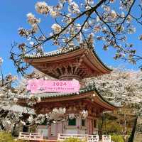 Tsubosaka Dera Temple Cherry 🌸 Blossom
