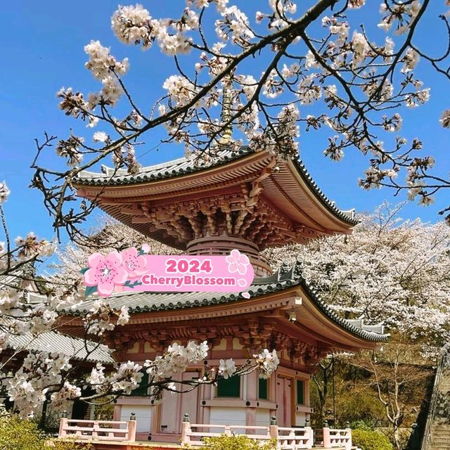 Tsubosaka Dera Temple Cherry 🌸 Blossom