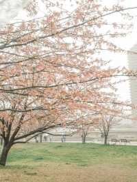 東京｜東京賞櫻花好去處：汐入公園🌸
