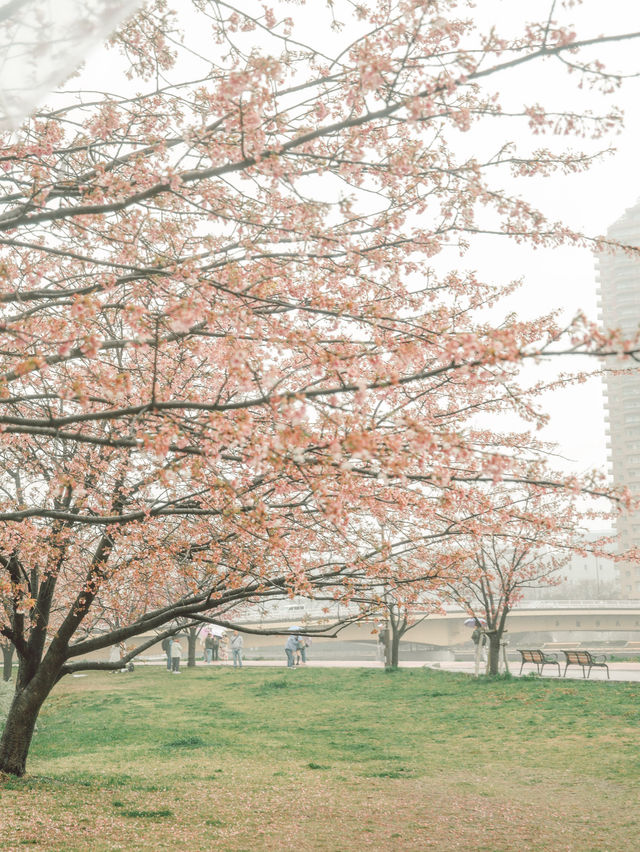 東京｜東京賞櫻花好去處：汐入公園🌸