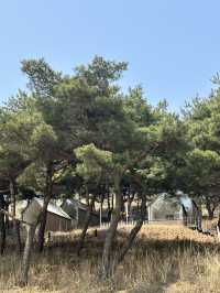 🍀 푸릇푸릇한 풀밭 정원에서 뛰어놀며 🏝️ 봄휴양 분위기를 만끽해보아요!🍀
