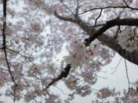서울 벚꽃명소 지금이 절정! 안양천 벚꽃길🌸