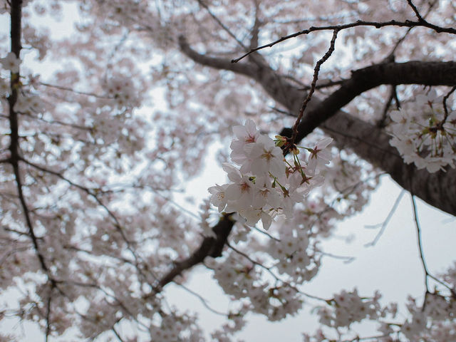 서울 벚꽃명소 지금이 절정! 안양천 벚꽃길🌸