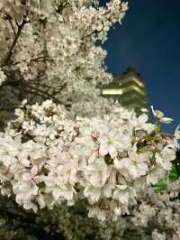 【目黒川/東京都】桜満開になったら、まずは目黒川へ