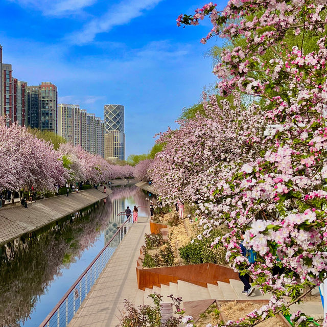 Bike ride through beautiful blossoms in Beijing 🌺🌸