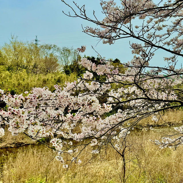 北神山の桜並木