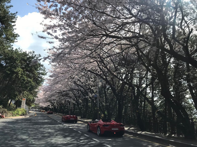 【釜山海雲台】春天賞櫻，適合休息、美食、藝術