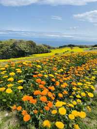 【兵庫県】あわじ花さじきで春のお花畑を愛でよう！