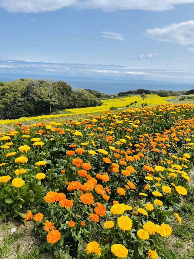 【兵庫県】あわじ花さじきで春のお花畑を愛でよう！