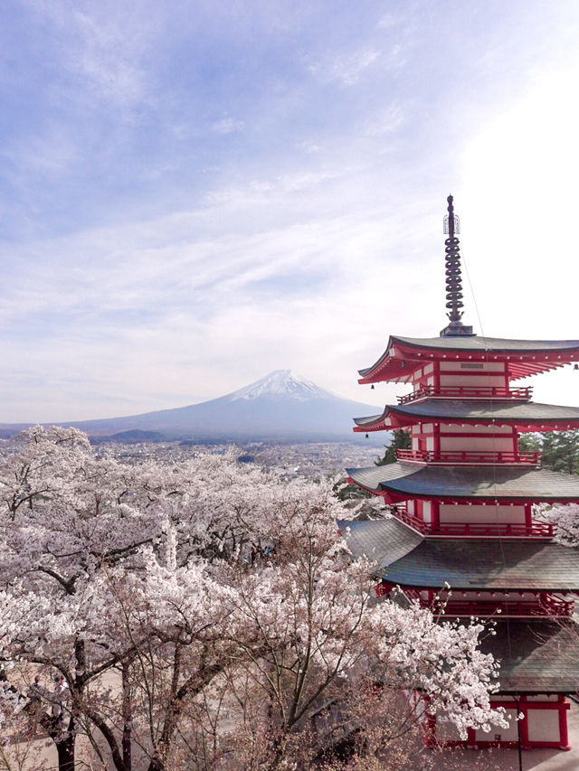 YOU NEED TO VISIT MT. FUJI IN SAKURA SEASON!