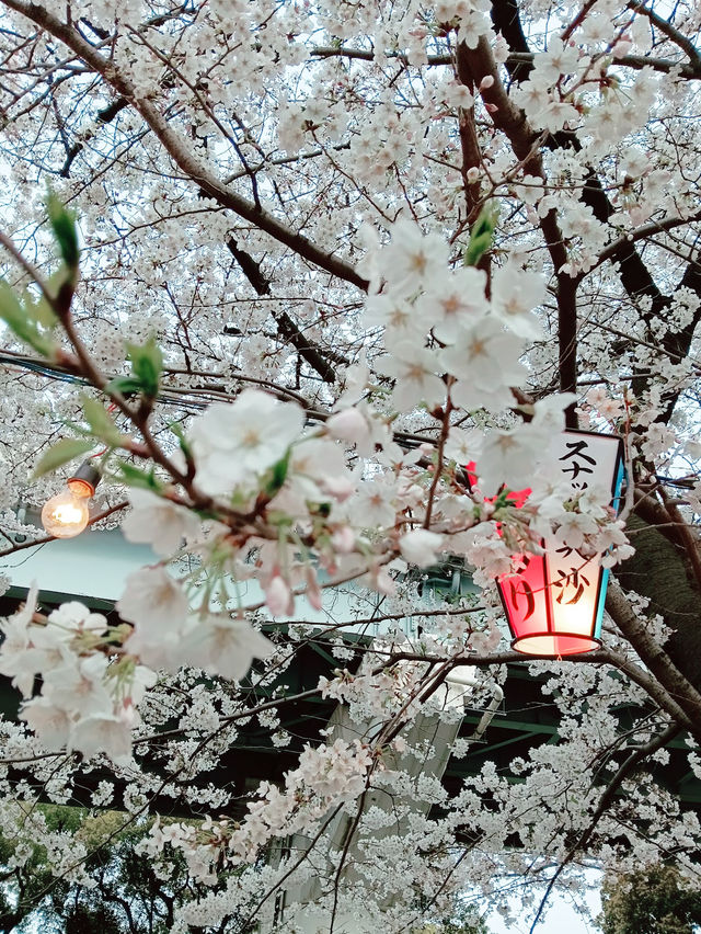 【東京】隅田公園：櫻花季節，賞櫻、參觀淺草寺和晴空塔的絕佳選擇