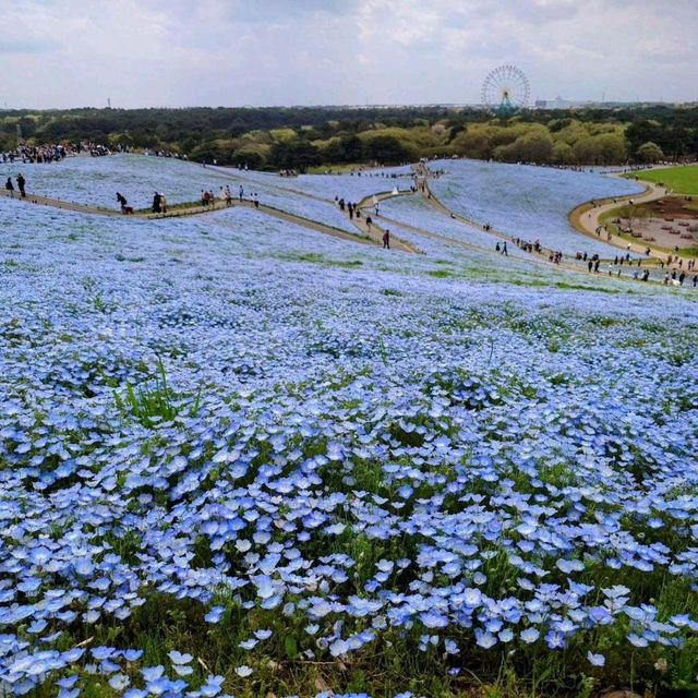 🪷 The beauty of Hitachi Seaside Park 🇯🇵