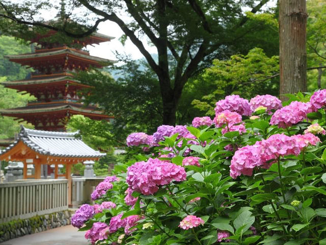 神奈川縣長谷寺