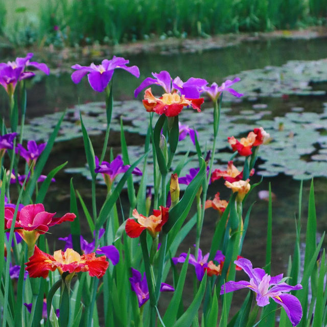 湊山公園：春天好去處，感受日式風韻