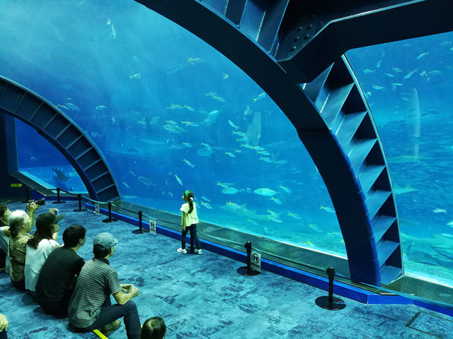 🌊ท่องโลกใต้ทะเลที่ Okinawa Churaumi Aquarium