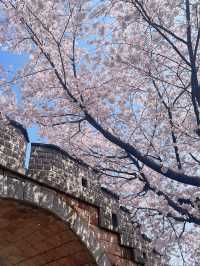 🌸경기도 벚꽃 명소 - 수원 팔달문 / 구 경기도청 