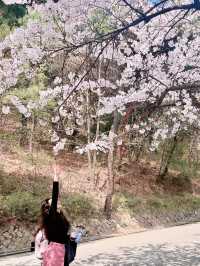 🌸경기도 벚꽃 명소 - 수원 팔달문 / 구 경기도청 