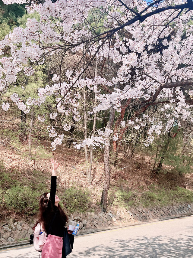🌸경기도 벚꽃 명소 - 수원 팔달문 / 구 경기도청 