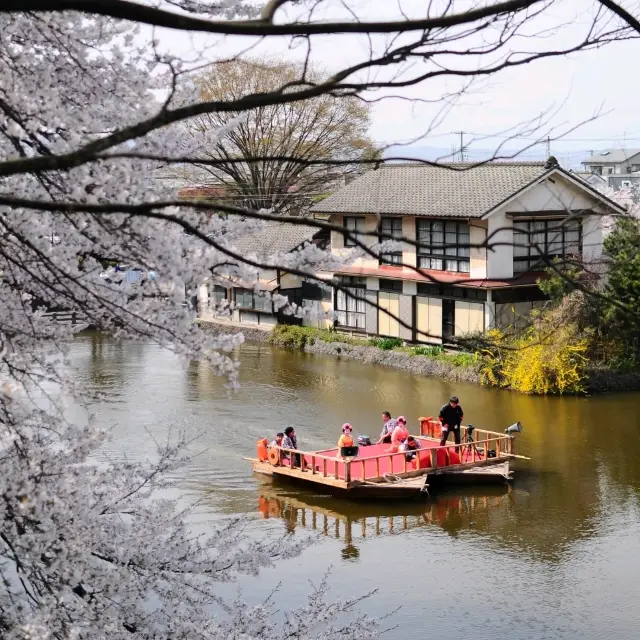 UNFORGETTABLE CHERRY BLOSSOM EXPERIENCE : JAPAN VERSION。