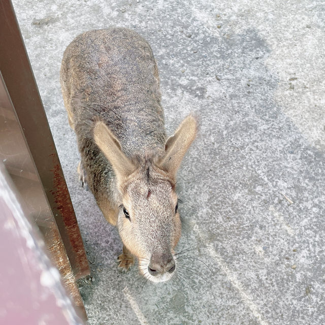 三隻小豬觀光農場 🖌 繽紛可愛的小小動物園🐖🦜