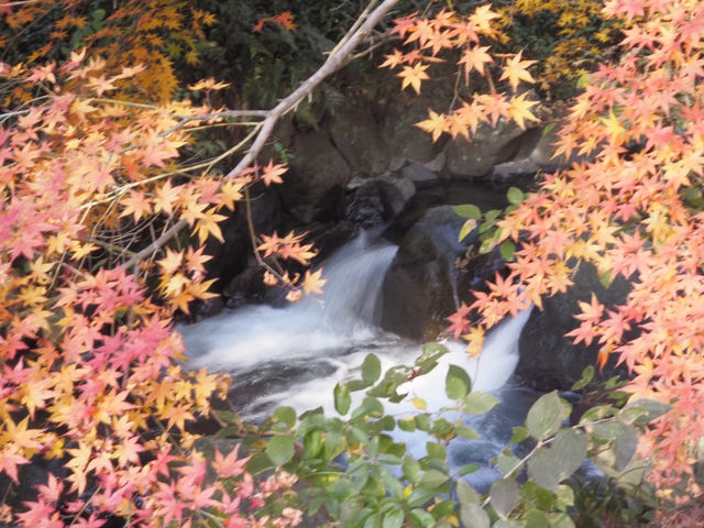 熱海梅園の紅葉