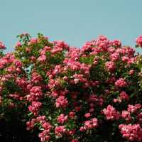 Rose season in Seoul