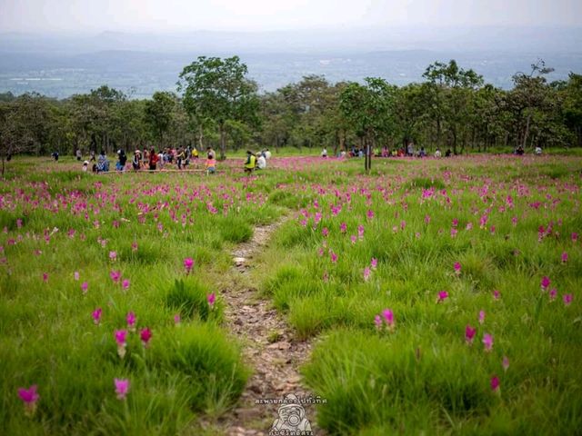 ดอกกระเจียวบาน @อุทยานแห่งชาติป่าหินงาม