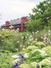 【横浜】あじさいが見頃！たくさんのお花が楽しめる広場！